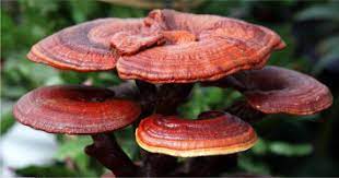 ganoderma