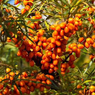 seabuckthorn